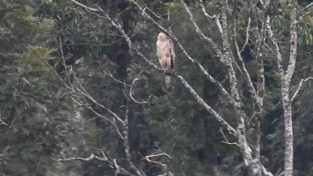 Legge's Hawk-Eagle - ML641003265
