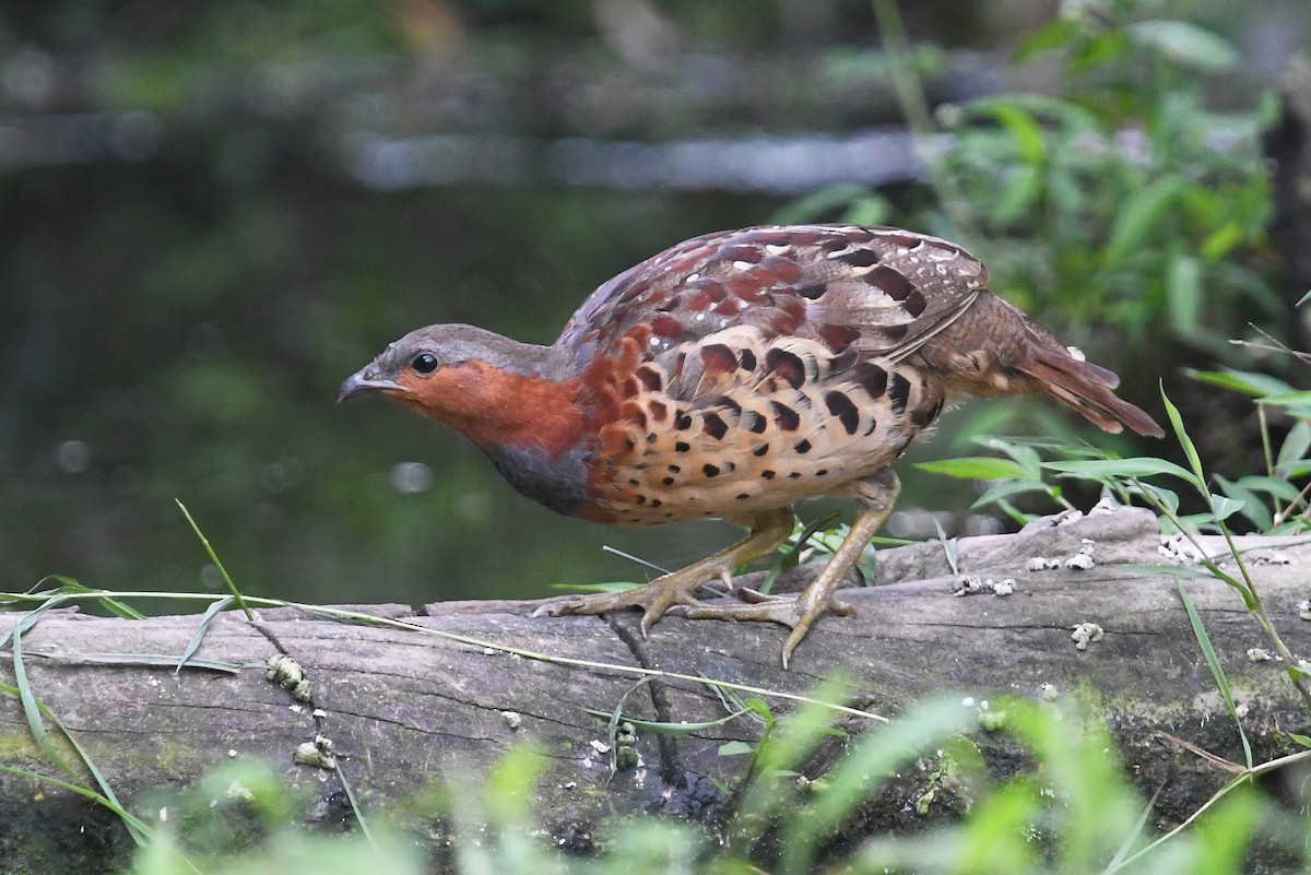 Chinese Bamboo-Partridge - ML641003266