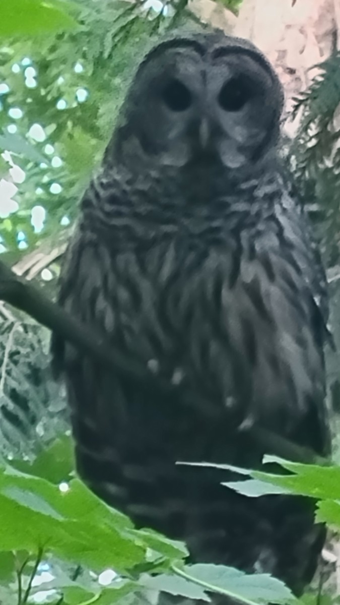 Barred Owl - ML641003268