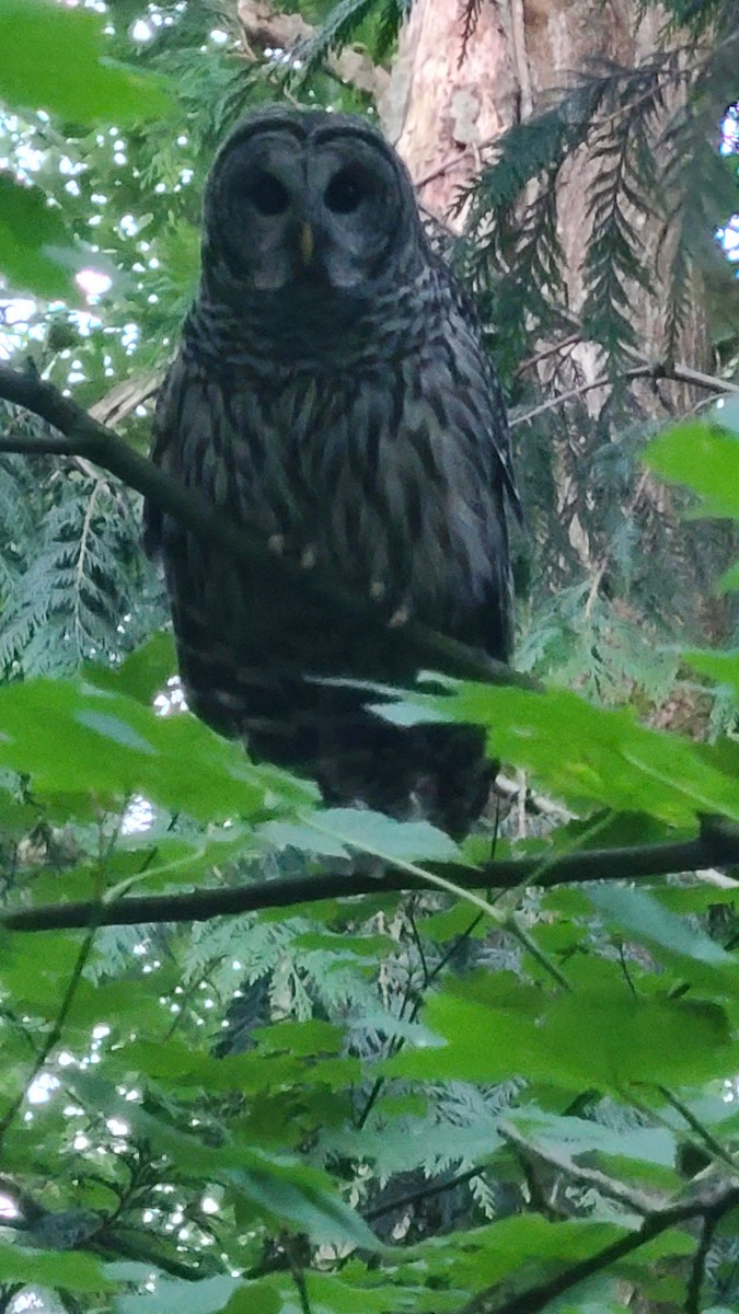 Barred Owl - ML641003269