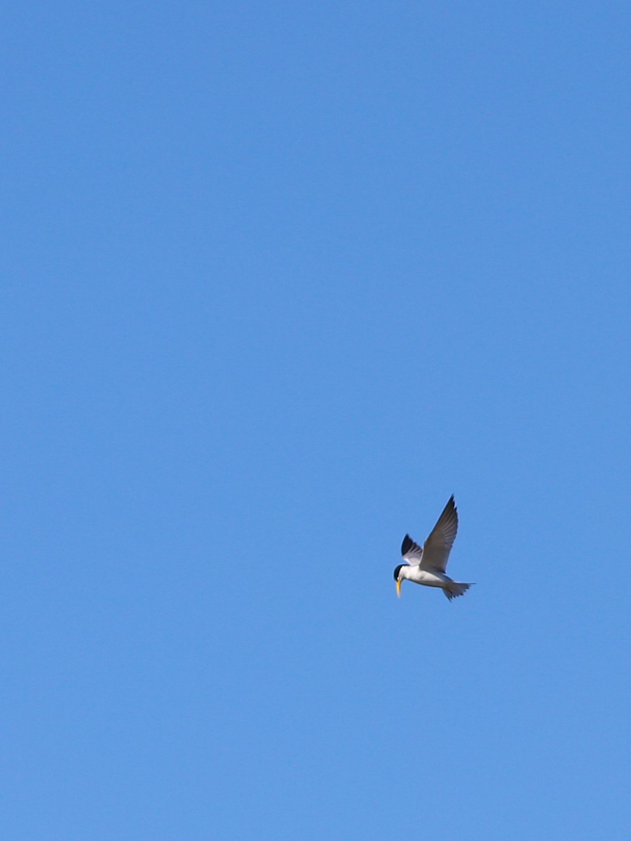 Yellow-billed Tern - ML641003285