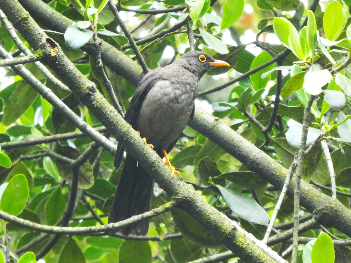 Great Thrush - ML641003291