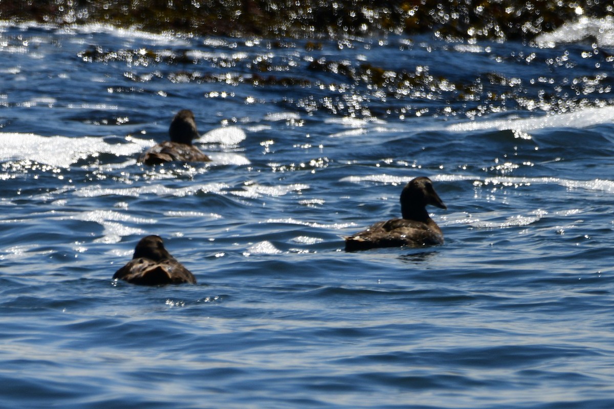 kajka mořská - ML641003298