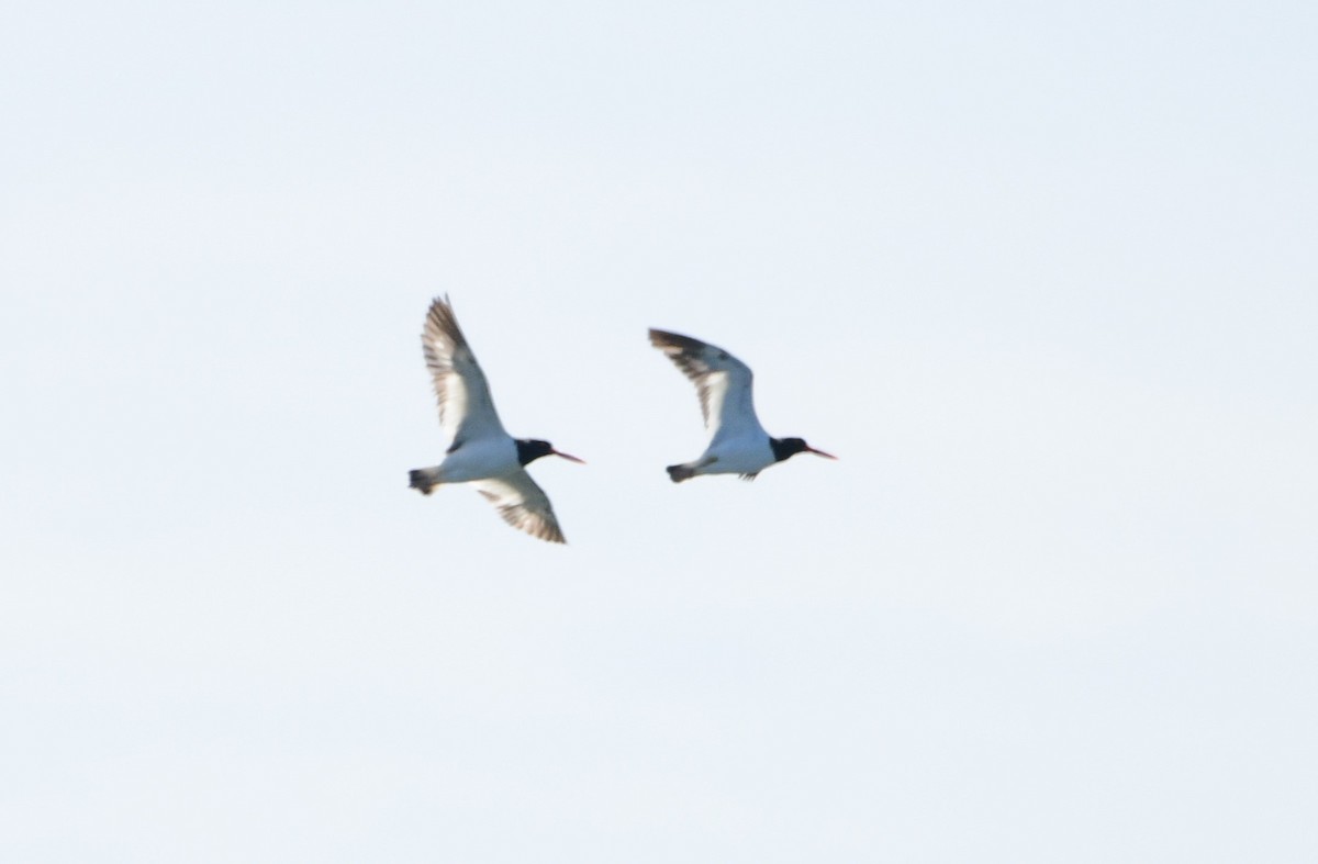 ústřičník americký - ML641003308