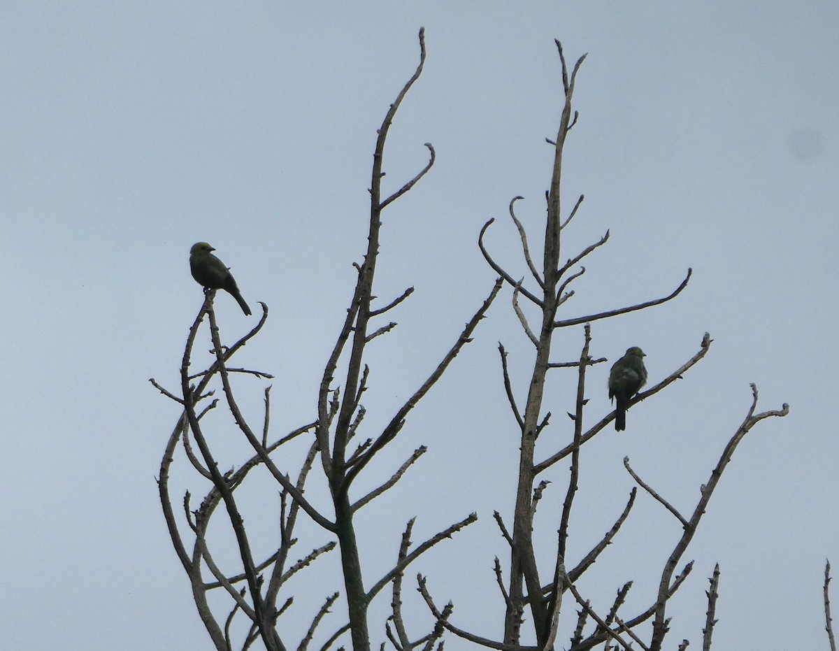 Palm Tanager - ML641003313