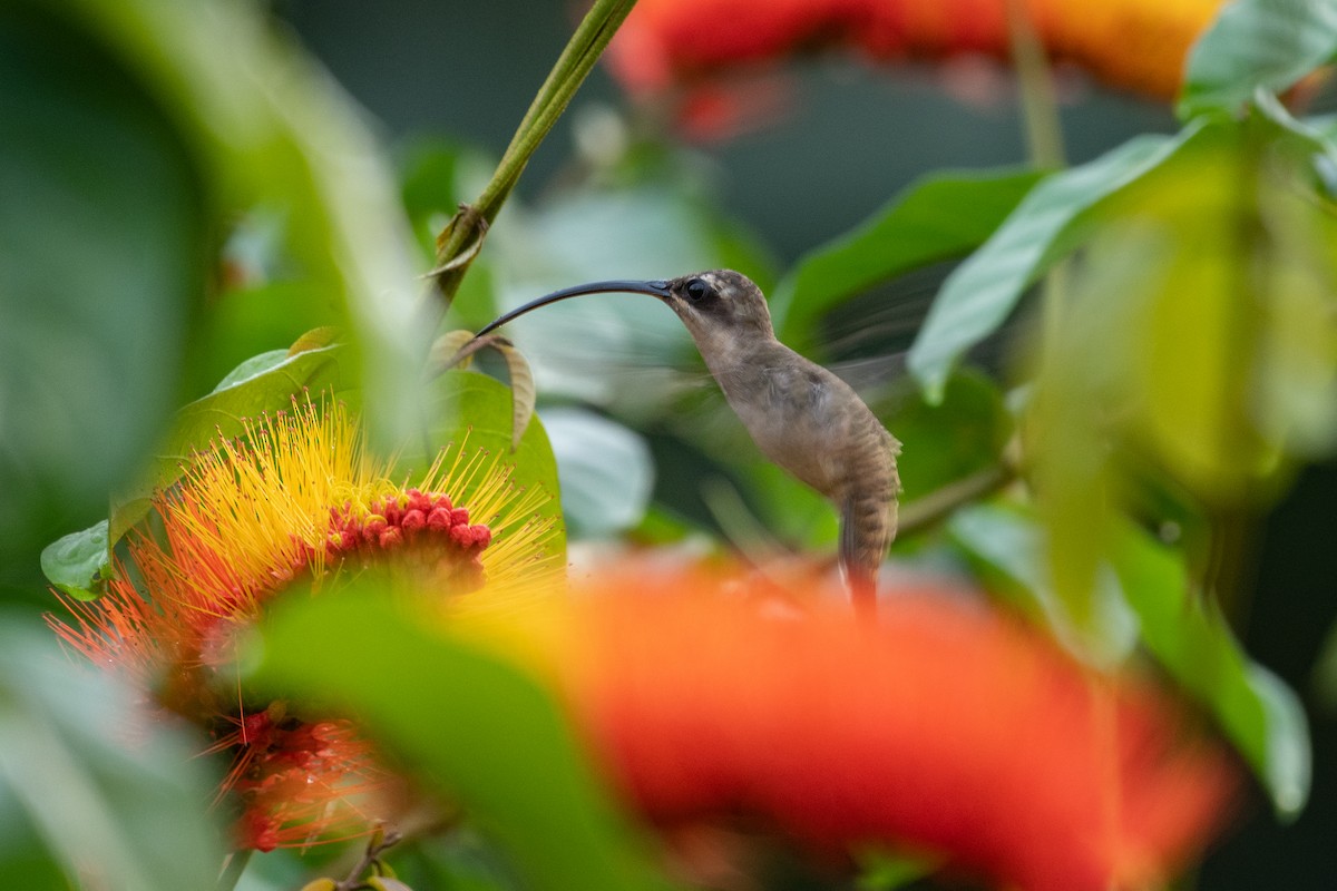Long-tailed Hermit - ML641003382