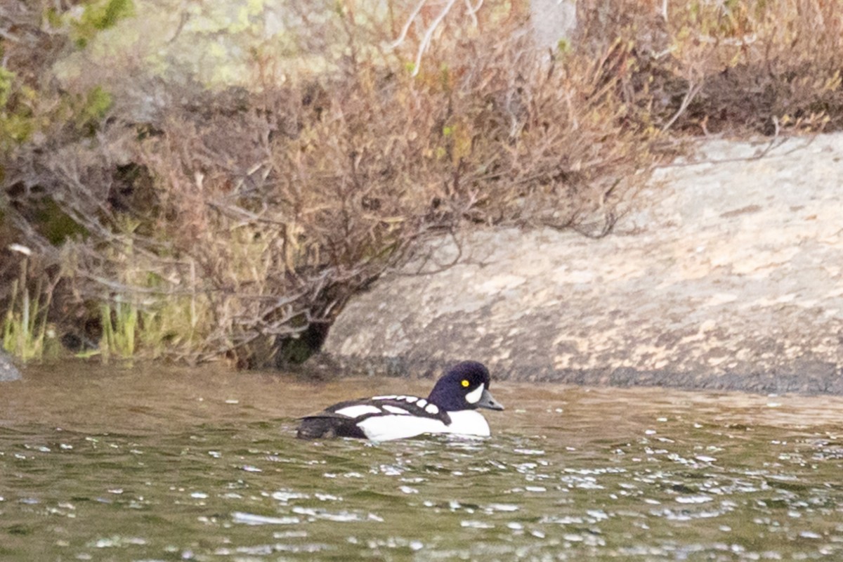 Barrow's Goldeneye - ML641003383
