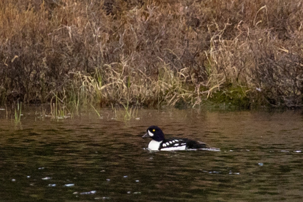 Barrow's Goldeneye - ML641003384