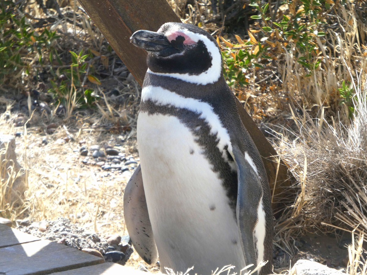 Magellanic Penguin - ML641003386
