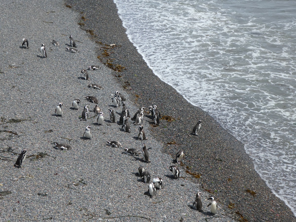 Magellanic Penguin - ML641003389