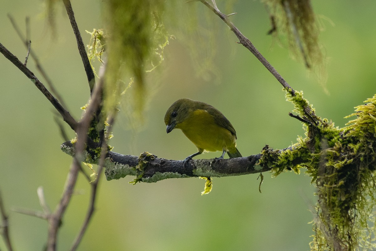 Violaceous Euphonia - ML641003414