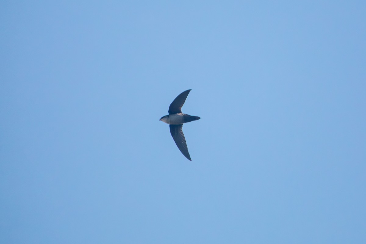 ML641003416 - Gray-rumped Swift - Macaulay Library