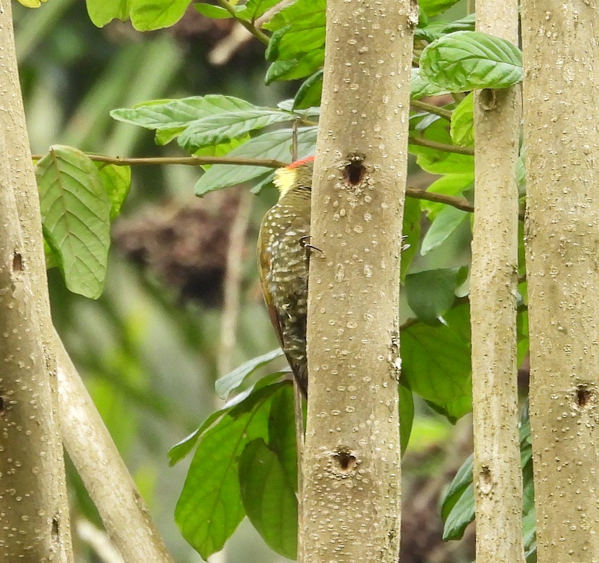 Lesser Yellownape - ML641003433