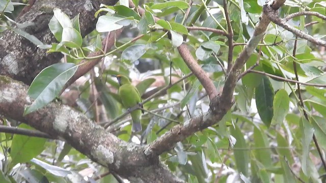 Golden-fronted Leafbird - ML641003439