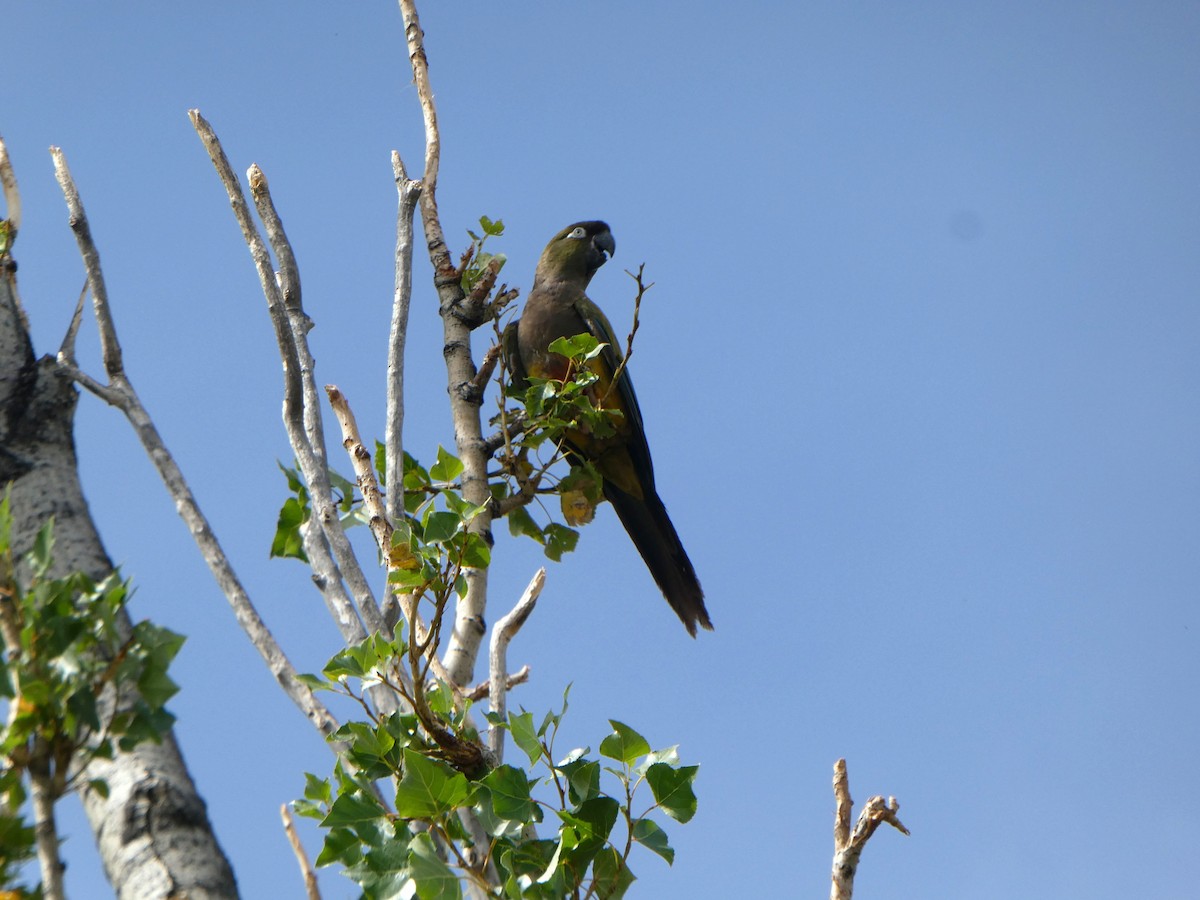 Burrowing Parakeet - ML641003473