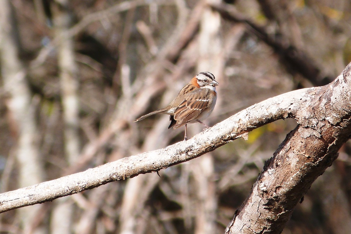 Rufous-collared Sparrow - ML641003474
