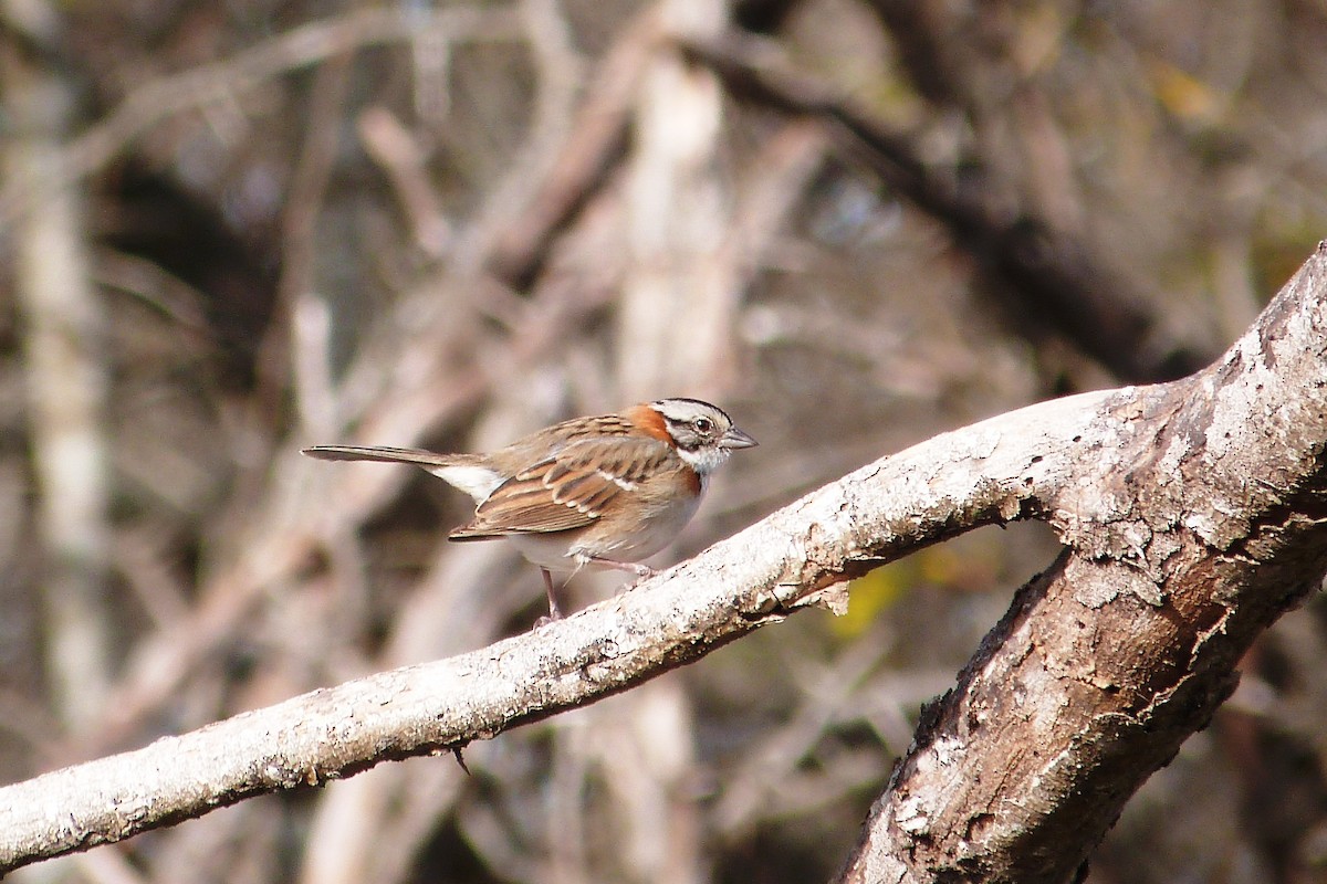 Rufous-collared Sparrow - ML641003475