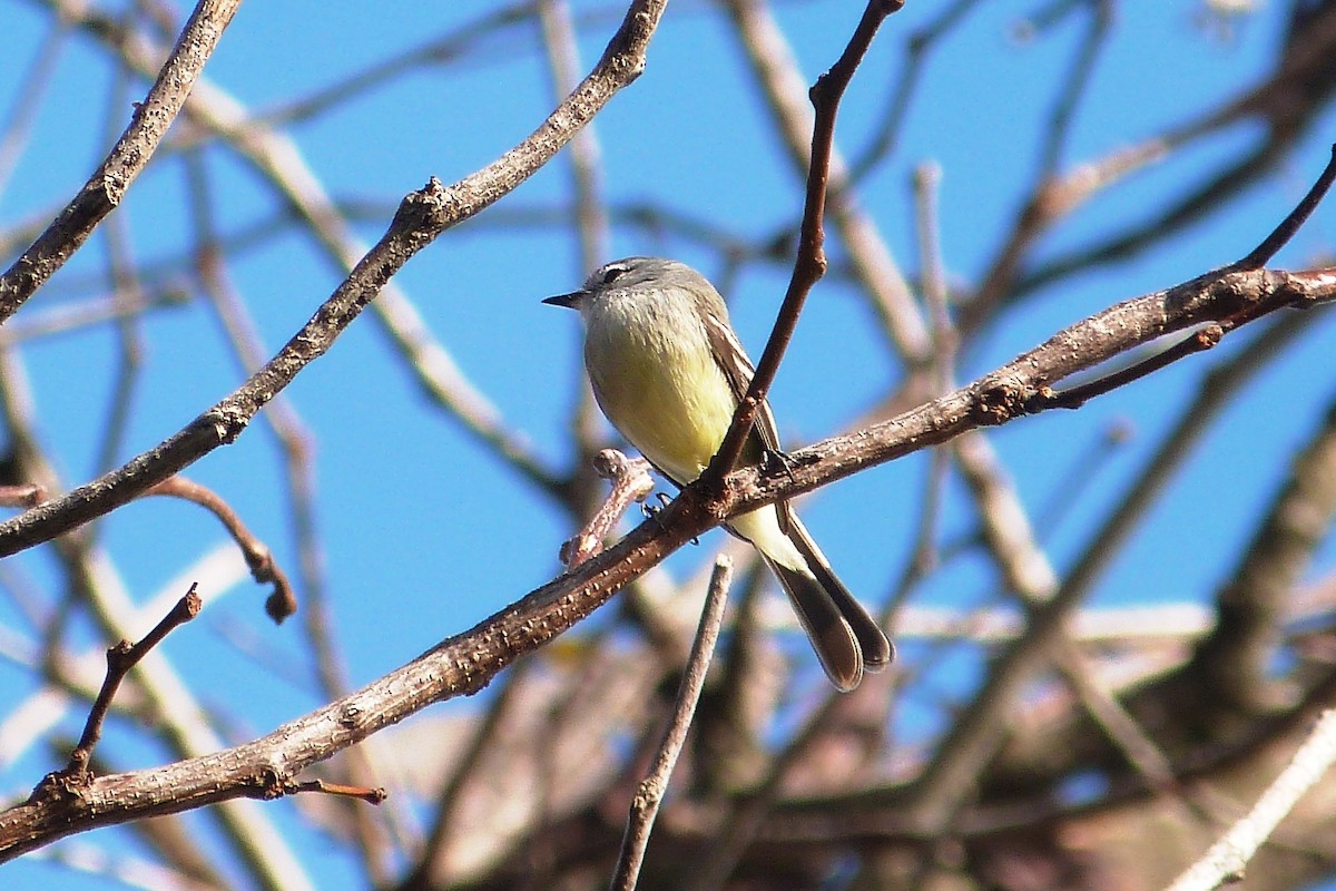 White-crested/Straneck's Tyrannulet - ML641003485