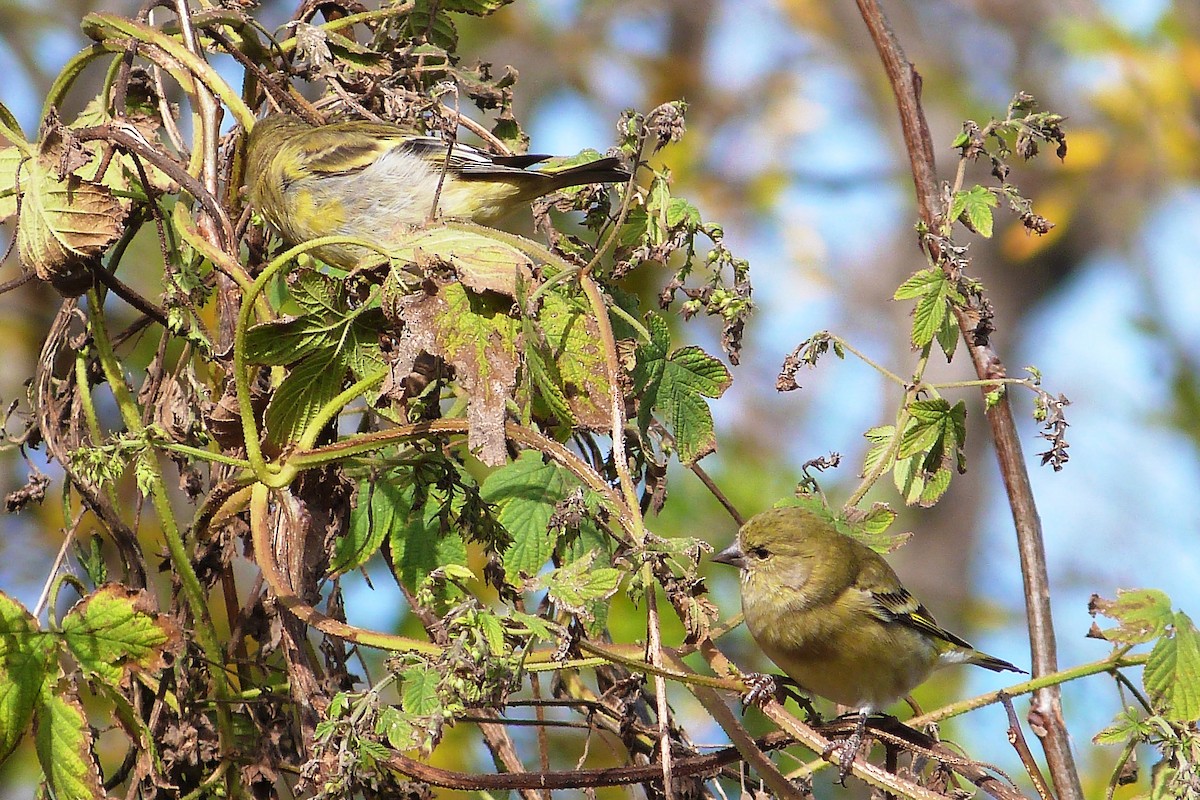 Hooded Siskin - ML641003517