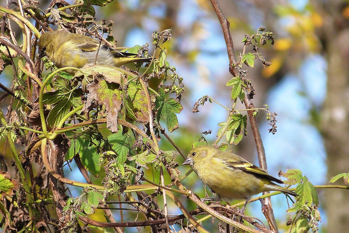 Hooded Siskin - ML641003518