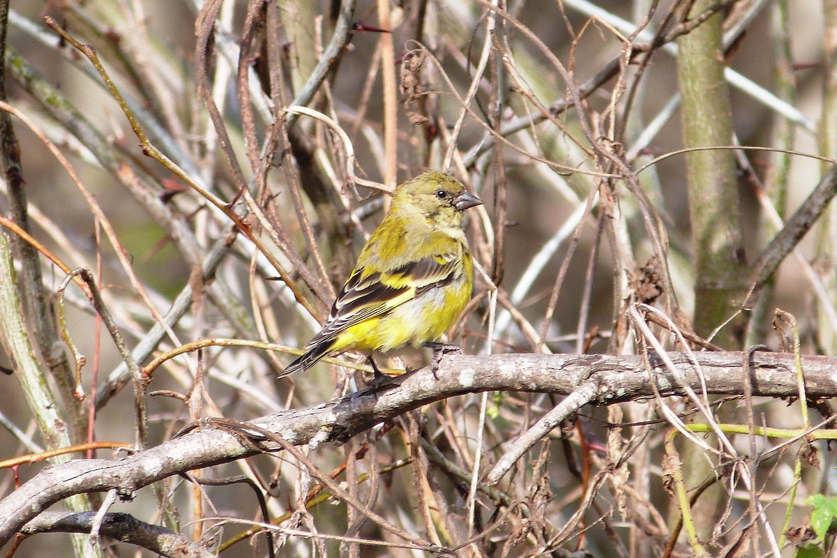Hooded Siskin - ML641003519