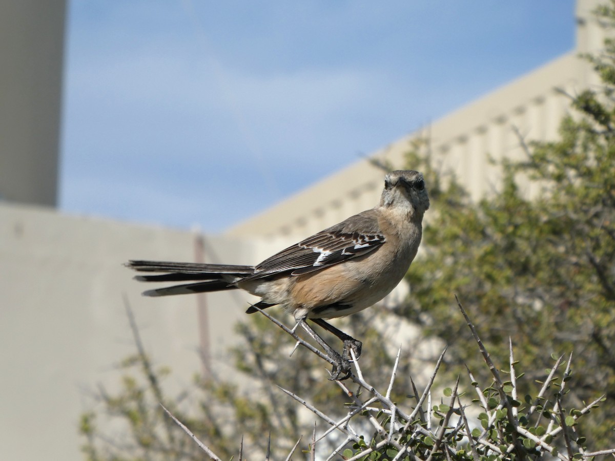 Patagonian Mockingbird - ML641003523