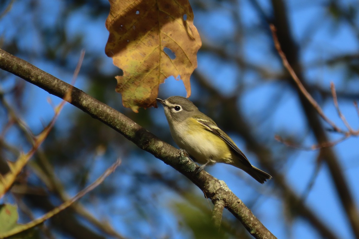 eremittvireo - ML641003530