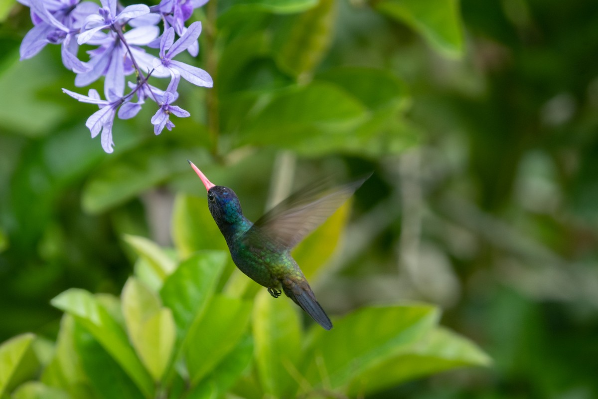 White-chinned Sapphire - ML641003534