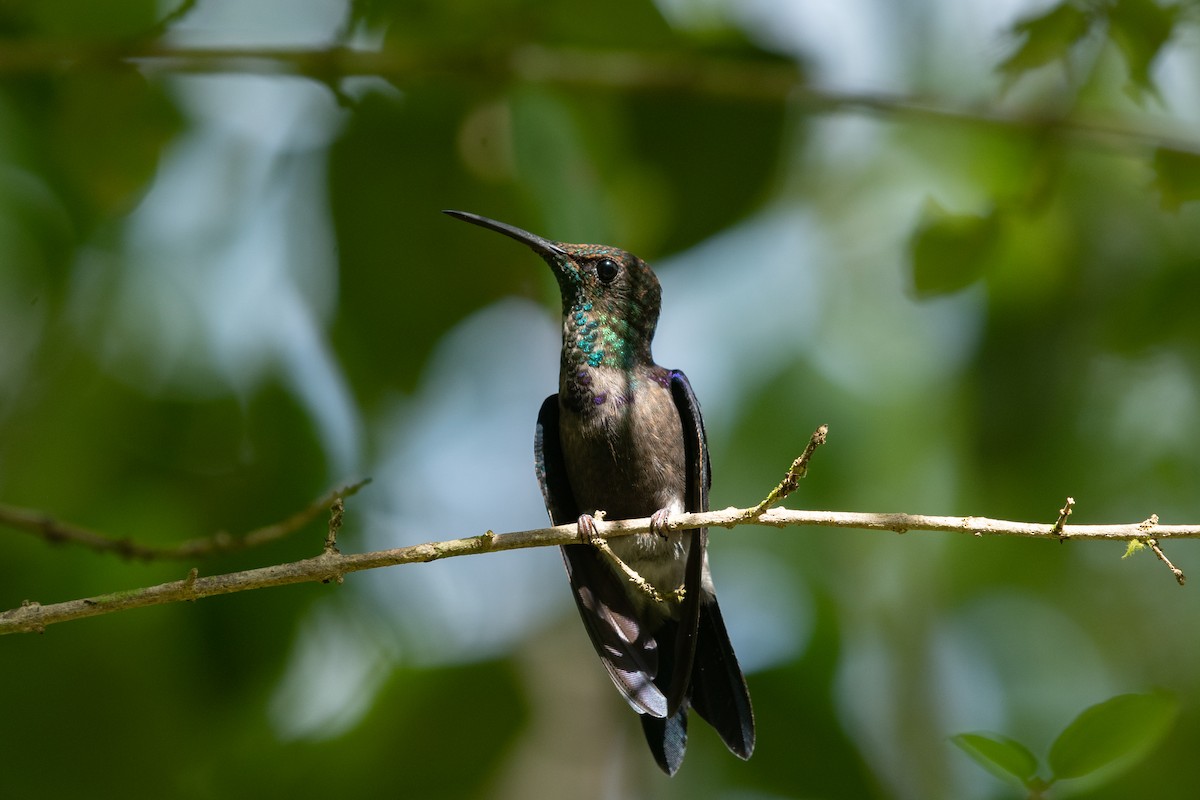 Fork-tailed Woodnymph - ML641003546