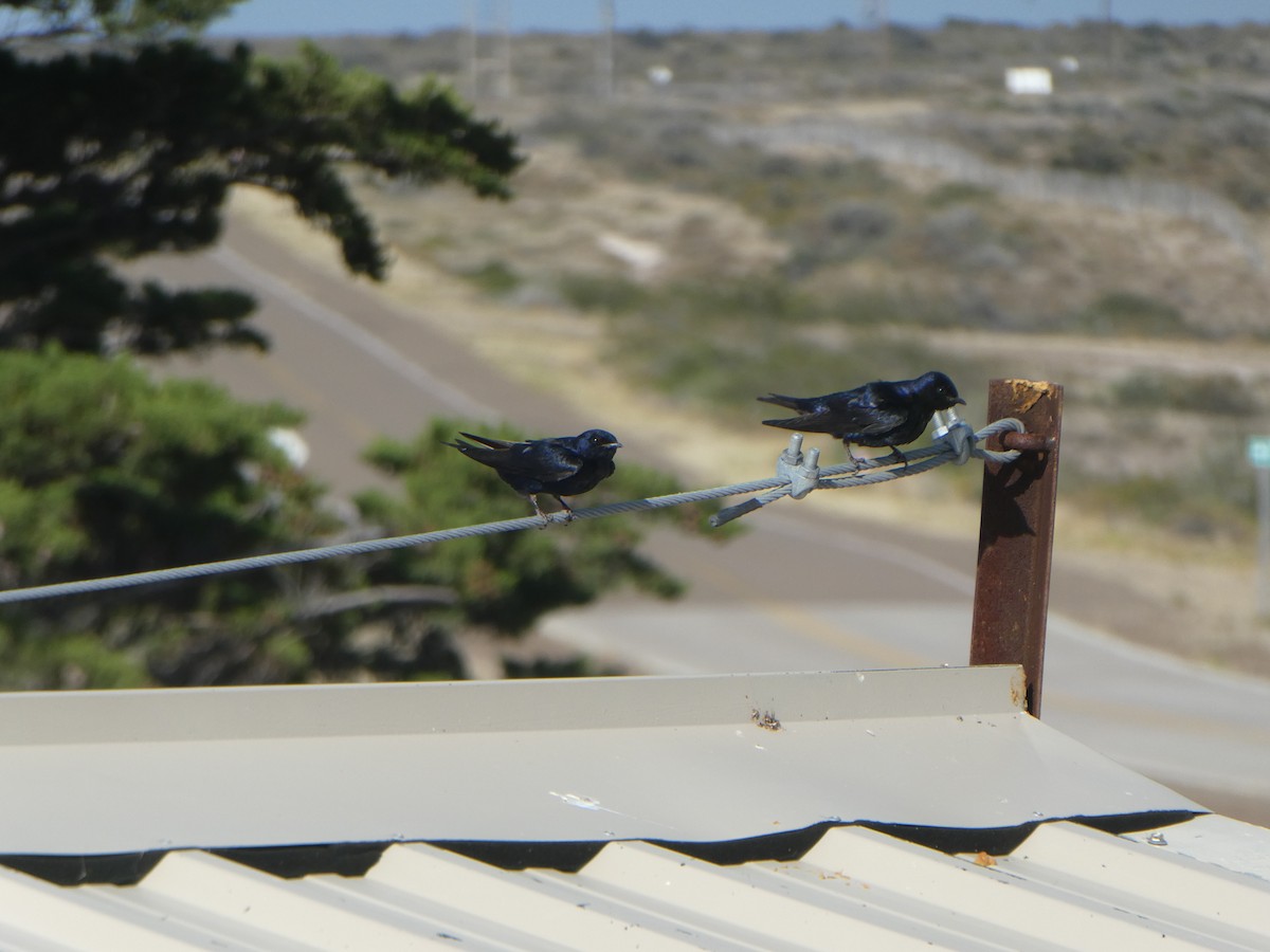 Southern Martin - ML641003552