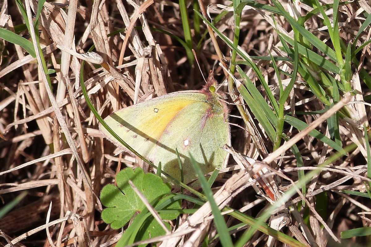 Lesbia Clouded Yellow - ML641003555