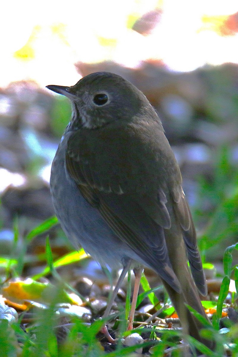 Hermit Thrush - ML641003557