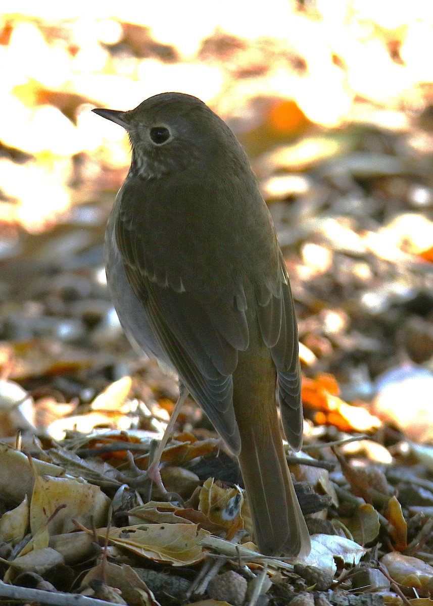 Hermit Thrush - ML641003558