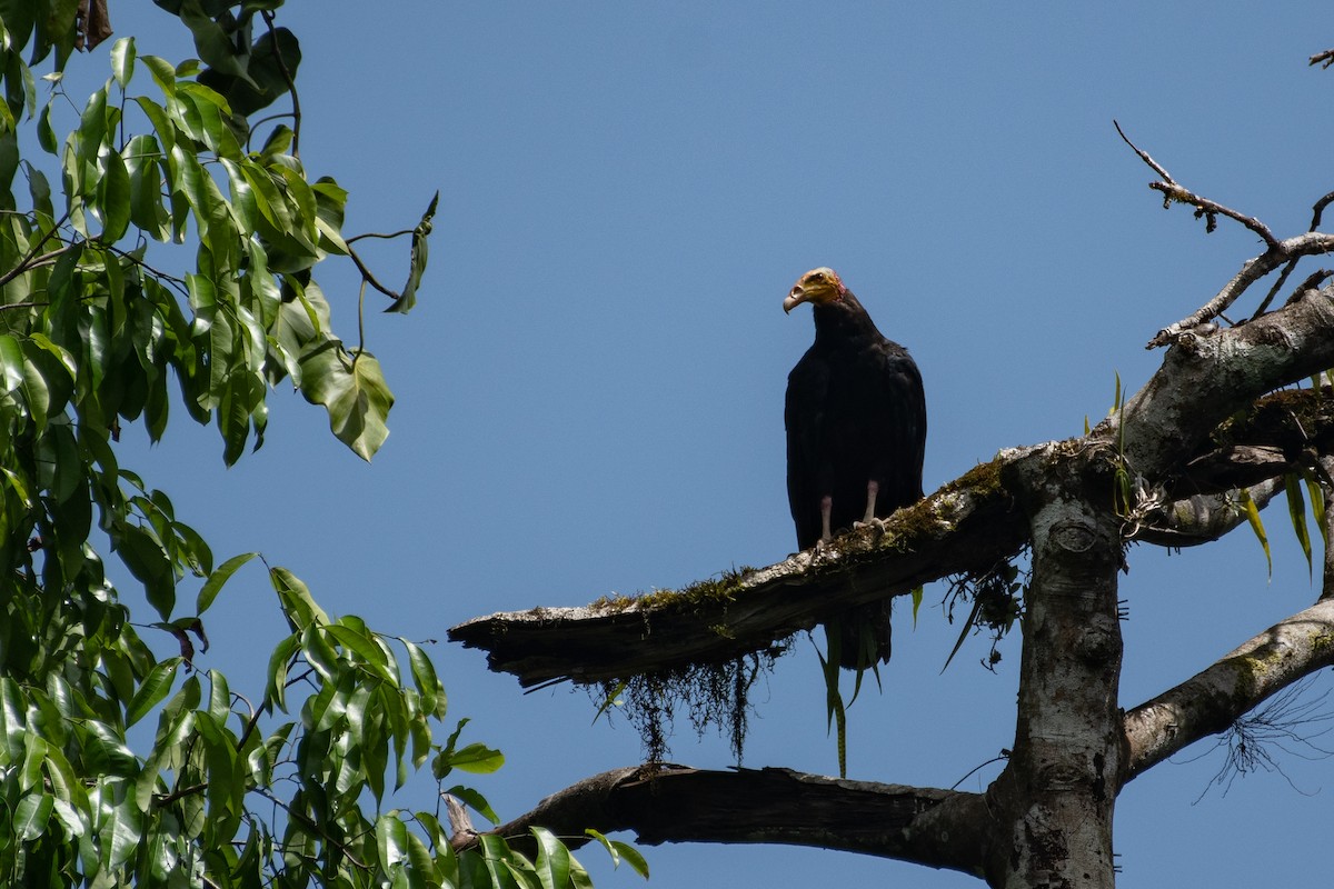 Greater Yellow-headed Vulture - ML641003565