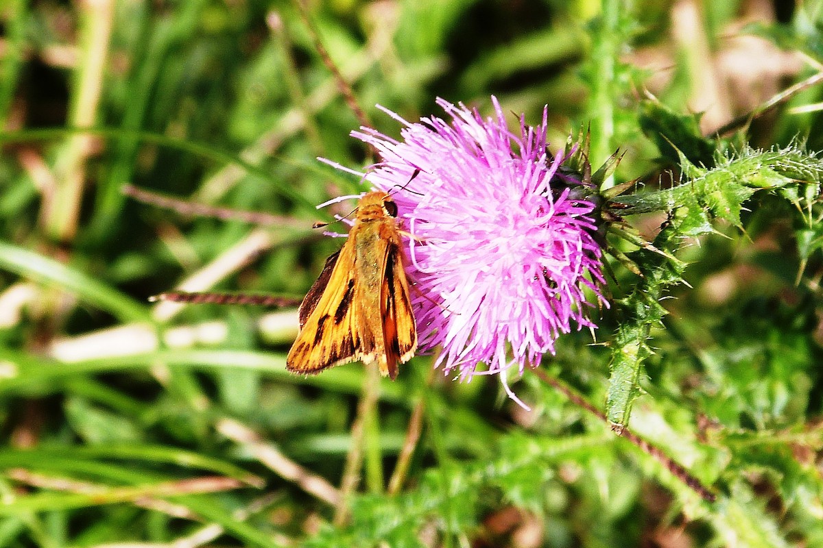Fiery Skipper - ML641003569
