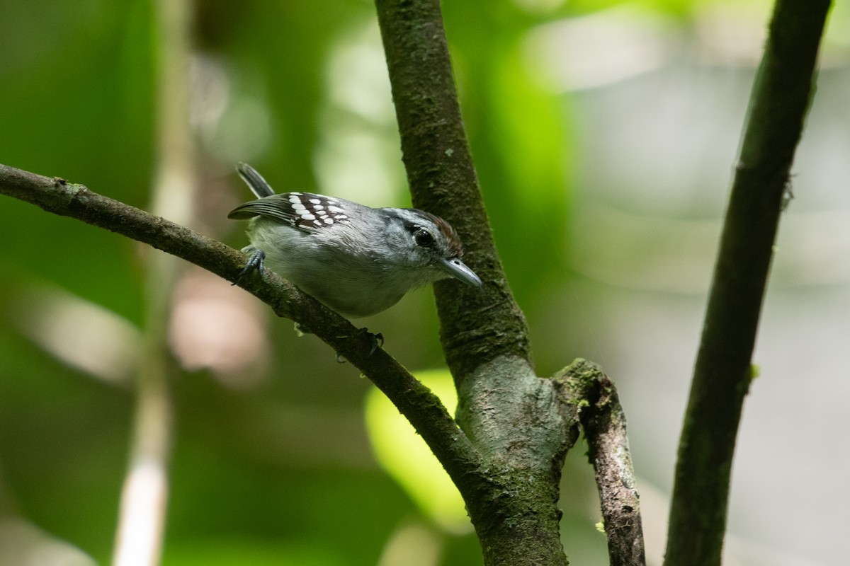 Spot-tailed Antwren - ML641003571