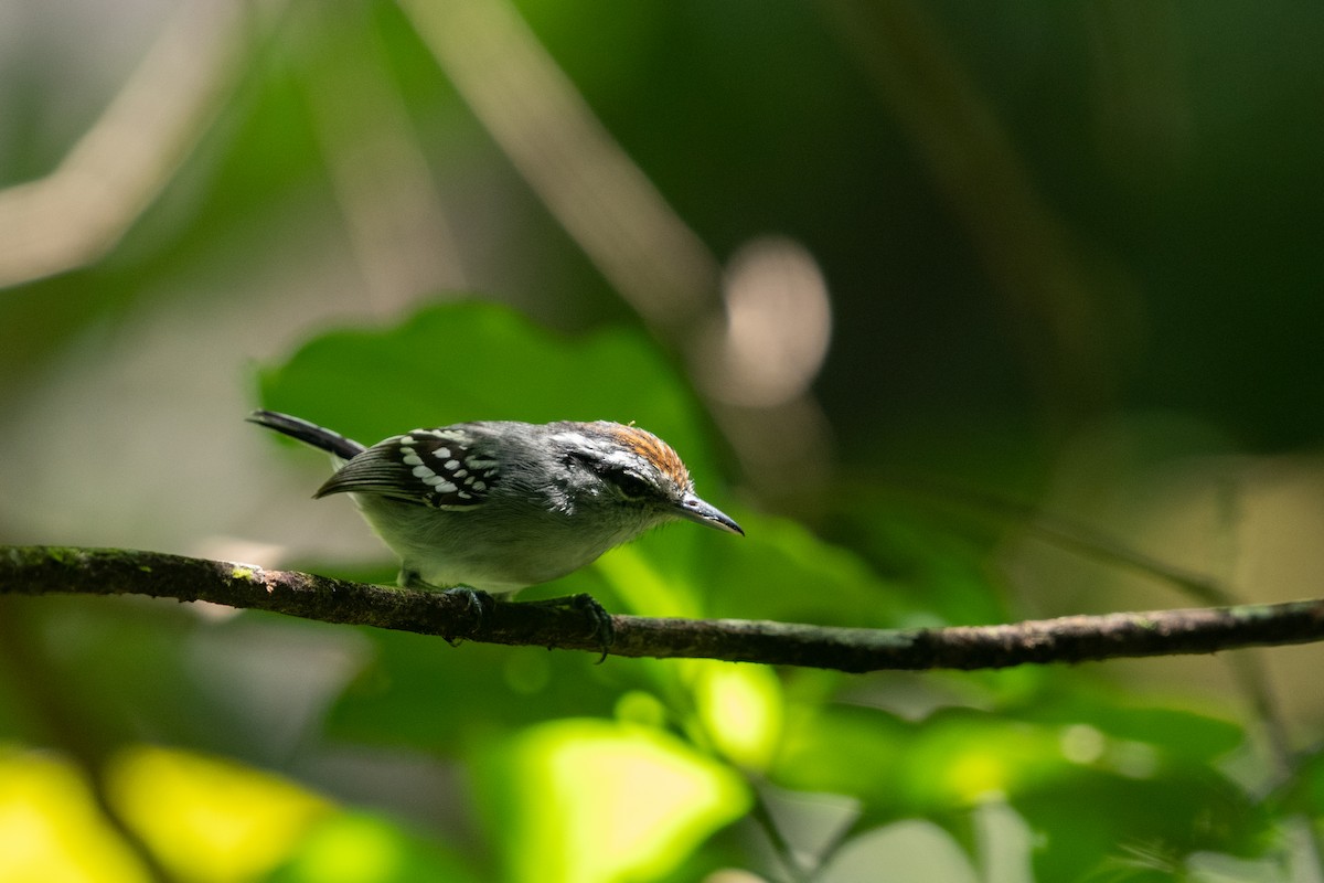 Spot-tailed Antwren - ML641003572