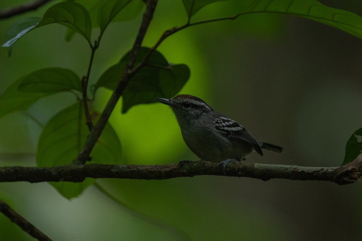Spot-tailed Antwren - ML641003573
