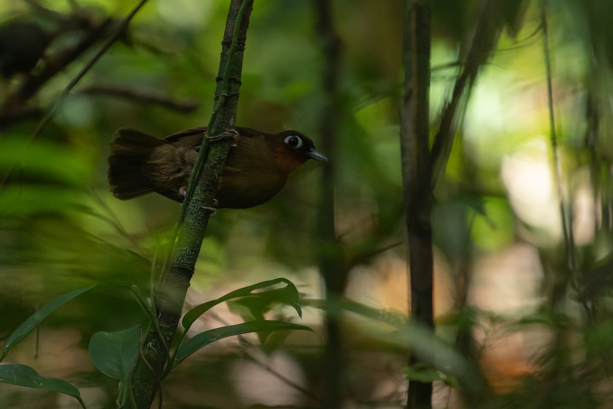 Rufous-throated Antbird - ML641003580