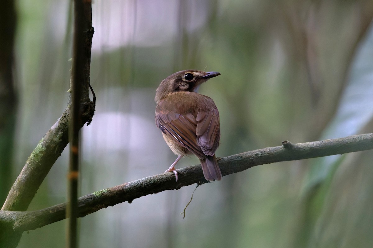White-throated Spadebill - ML641003581