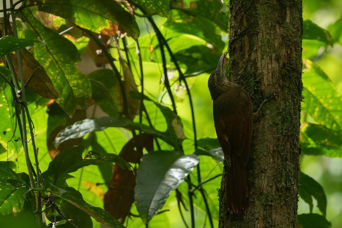 Amazonian Barred-Woodcreeper - ML641003583