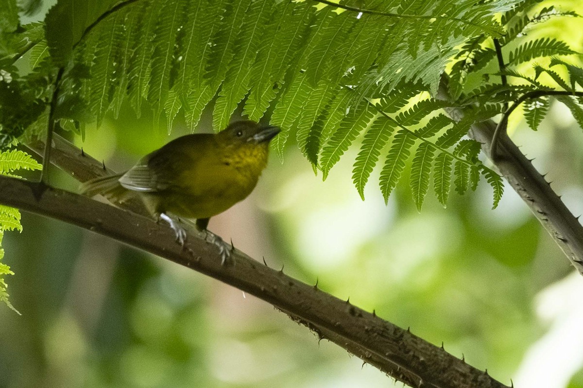 Carmiol's Tanager - ML641003586