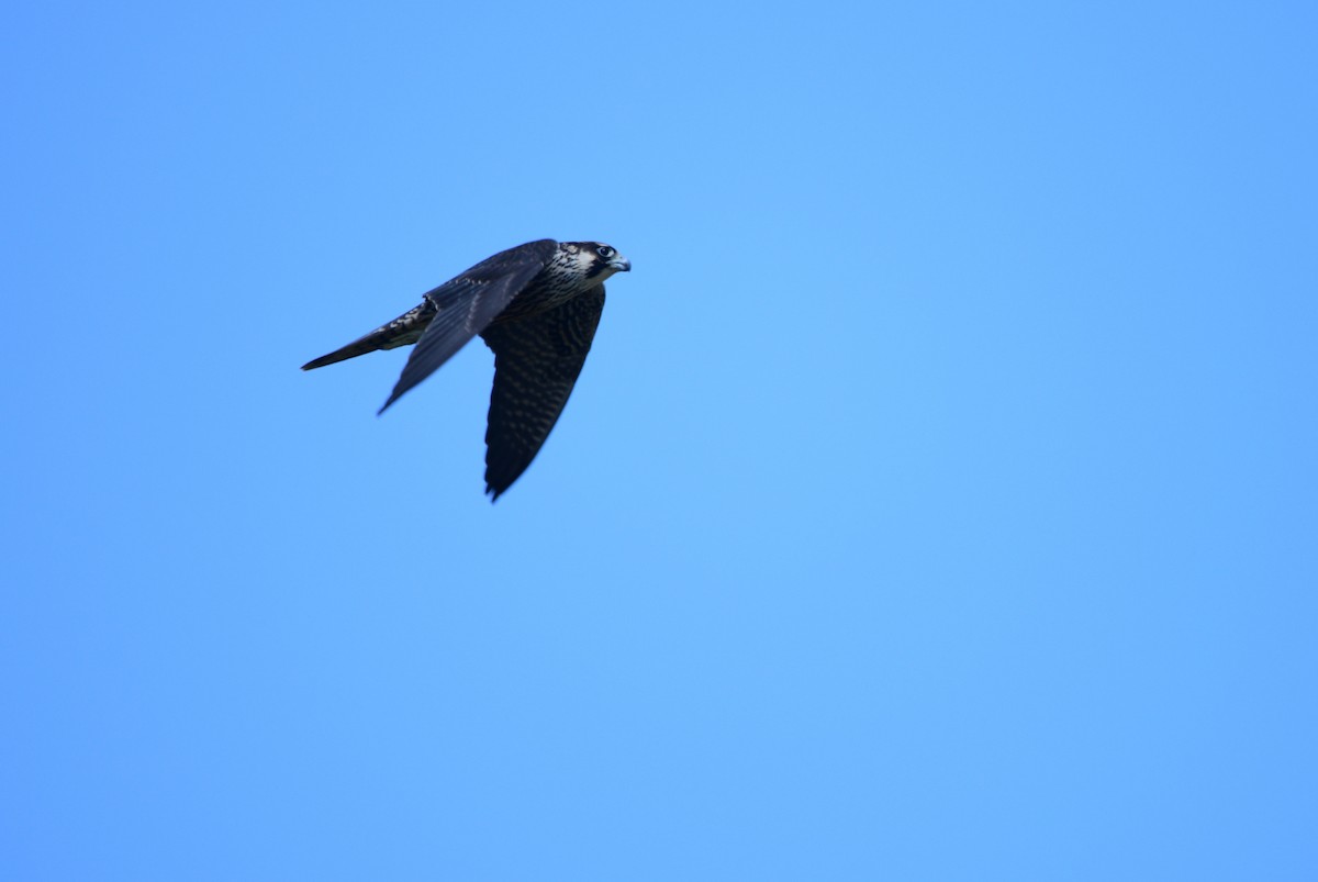 sokol stěhovavý - ML641003590