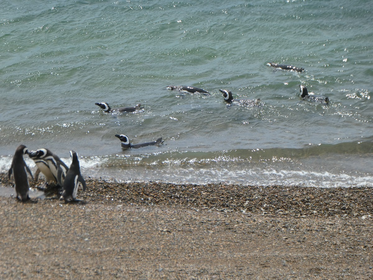 Magellanic Penguin - ML641003670