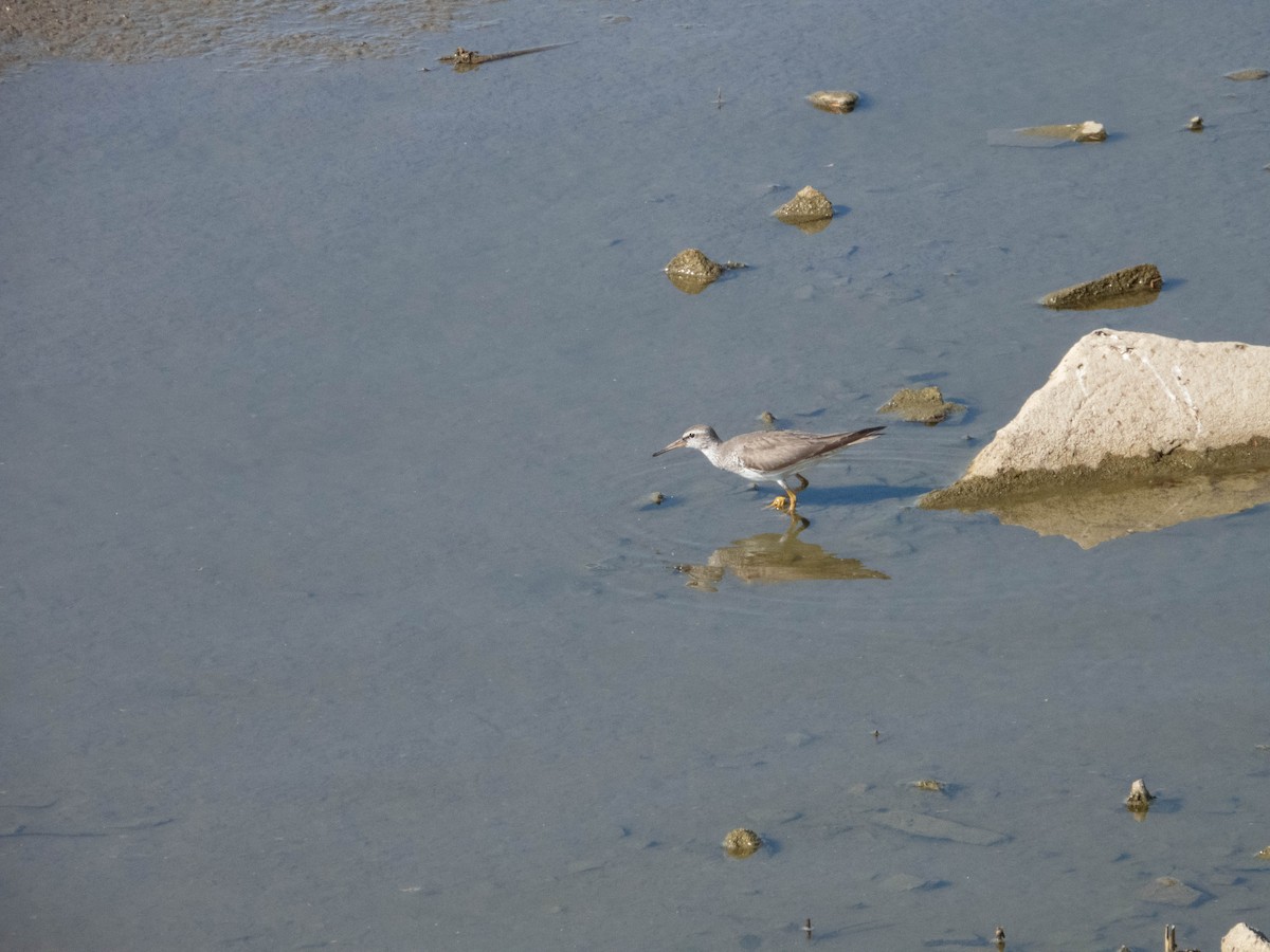 Gray-tailed Tattler - ML641003680