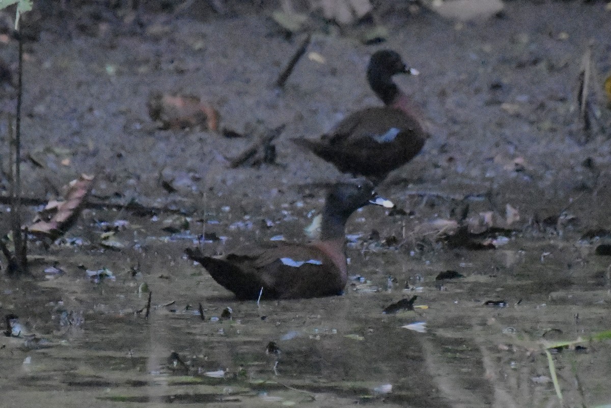 Hartlaub's Duck - ML641003681