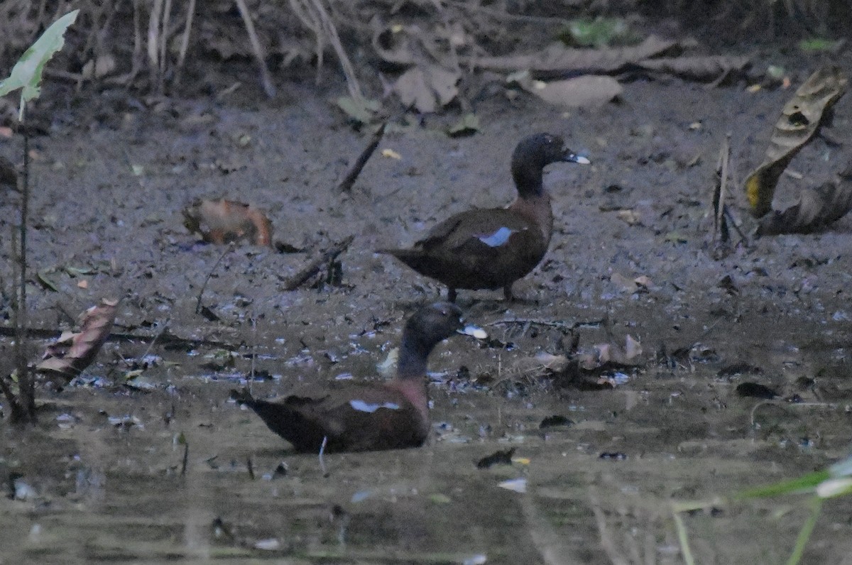 Hartlaub's Duck - ML641003682
