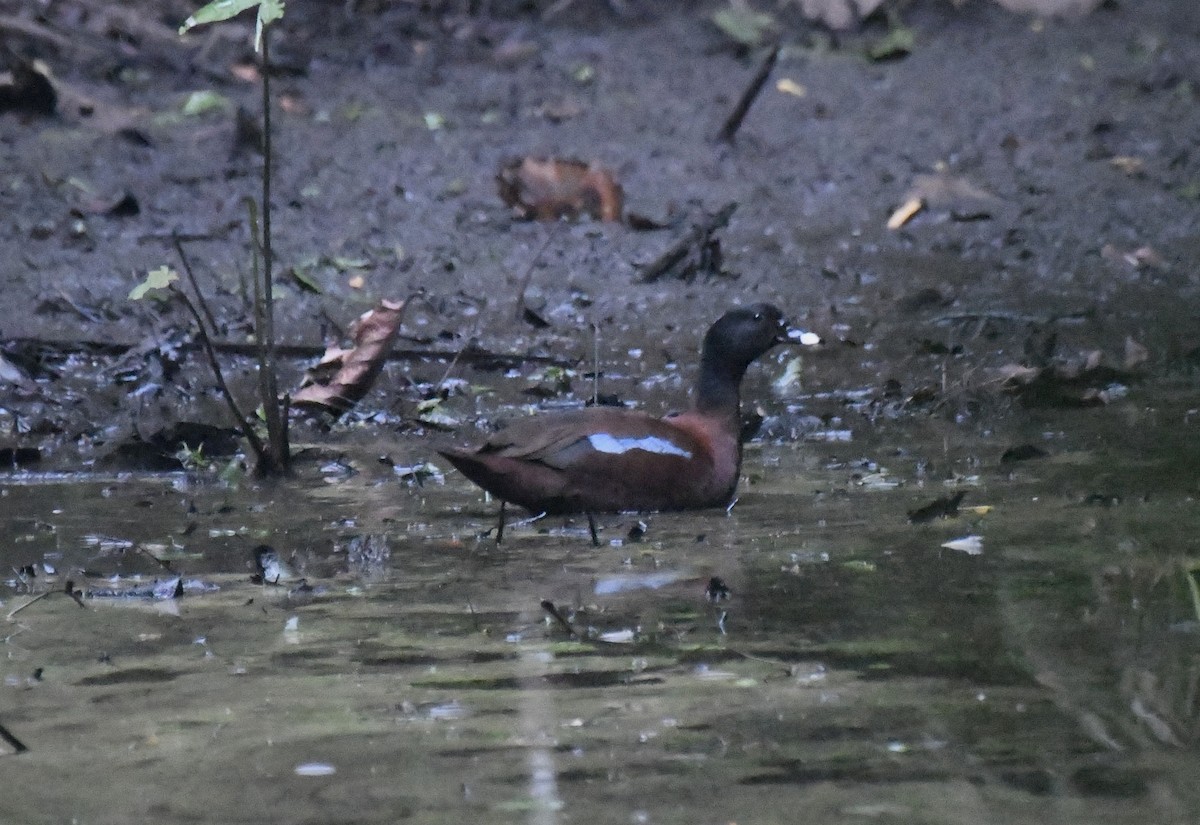 Hartlaub's Duck - ML641003683