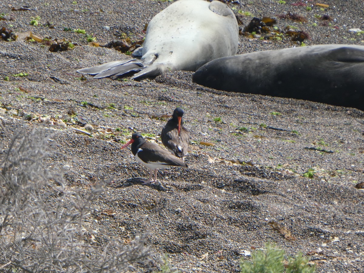 American Oystercatcher - ML641003706