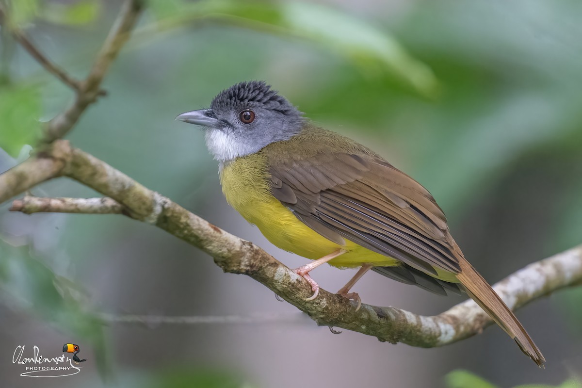 Yellow-bellied Bulbul - ML641003707